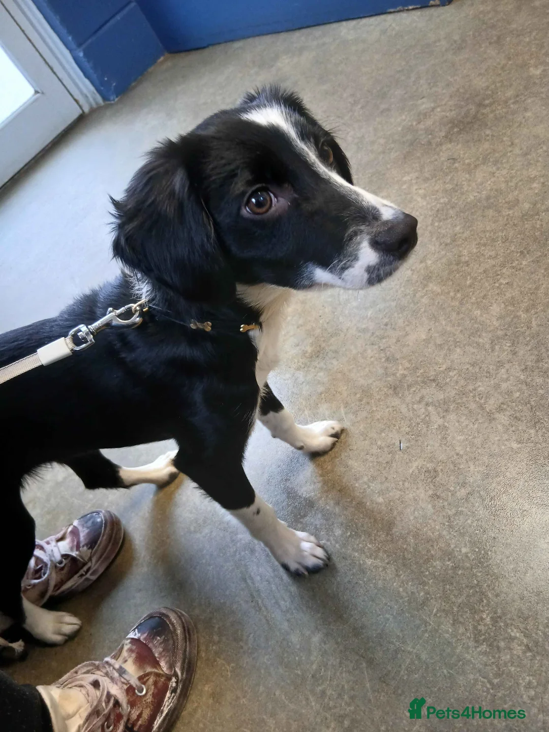 Mixed Breed dogs for sale: Mochi - 7 Month Old Collie/Cocker Mix Girl  - Advert 1