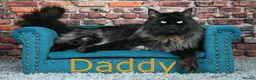 Maine Coon cats for sale: 👑 Gorgeous Tica Registered Red Maine Coon kittens - Advert 9