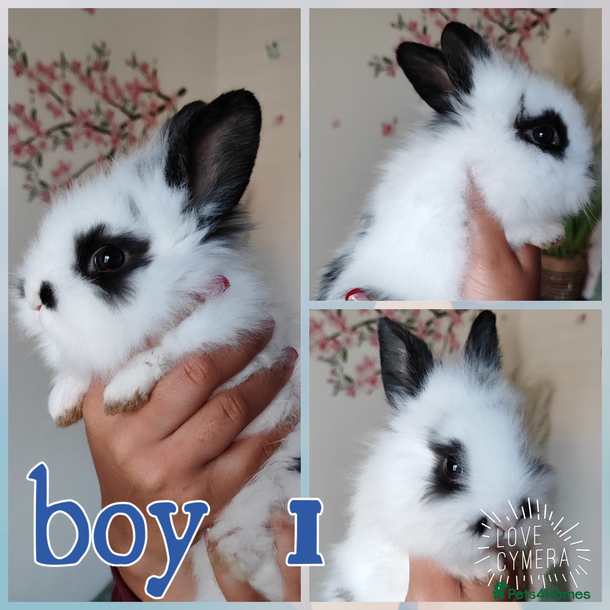 Mini Lion Lop rabbits Wonderful mini lion head lops - Advert 18