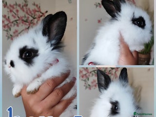 Mini Lion Lop rabbits Wonderful mini lion head lops - Advert 15