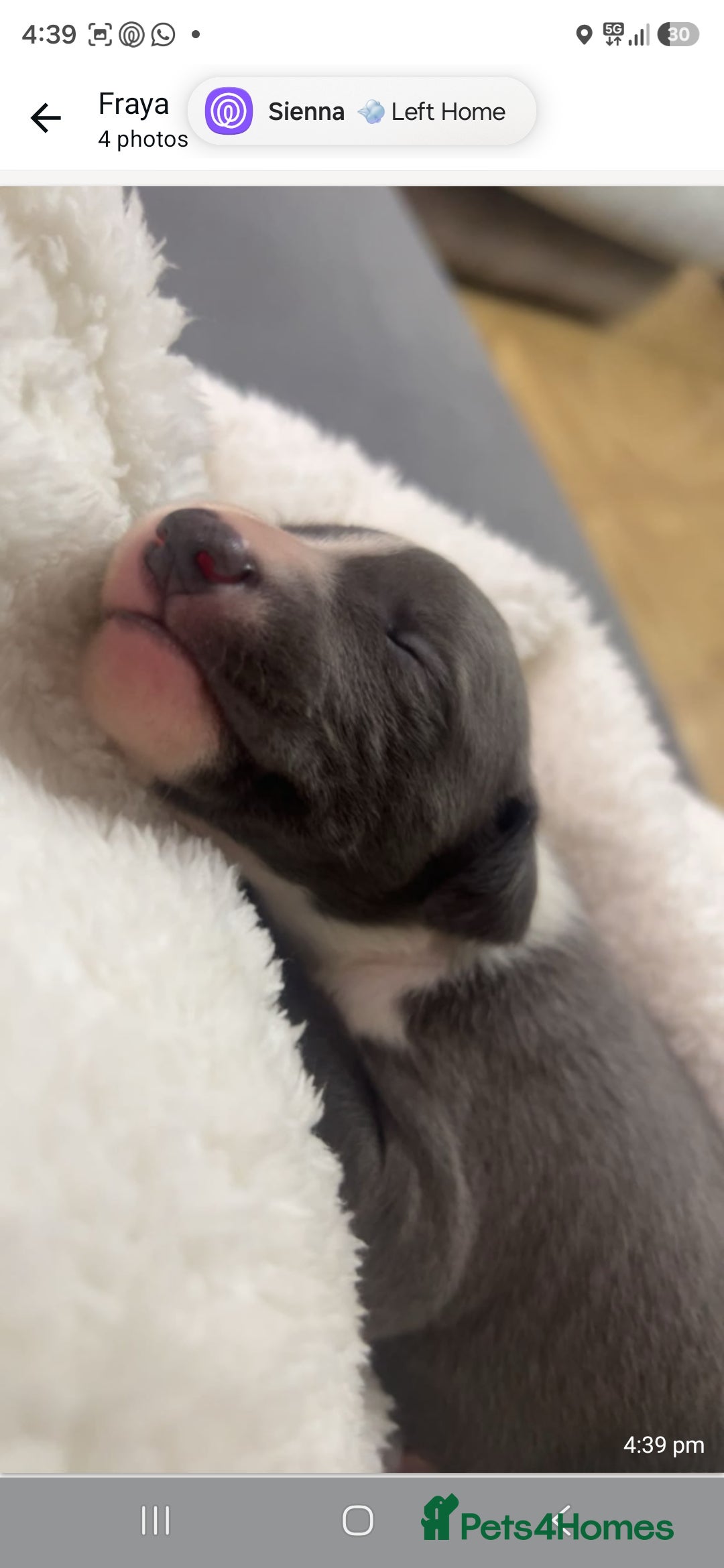 Whippet dogs Exquisite! Kc pedigree wippets🐶ready in 2weeks.   - Advert 2