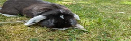 English Lop rabbits for sale: Adorable young male English lop in Towcester - Advert 8