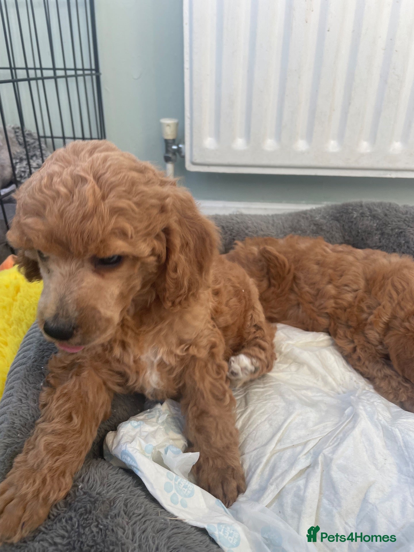 Toy Poodle dogs Red toy poodles  - Advert 1