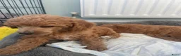 Toy Poodle dogs for sale: Red toy poodles  - Advert 2