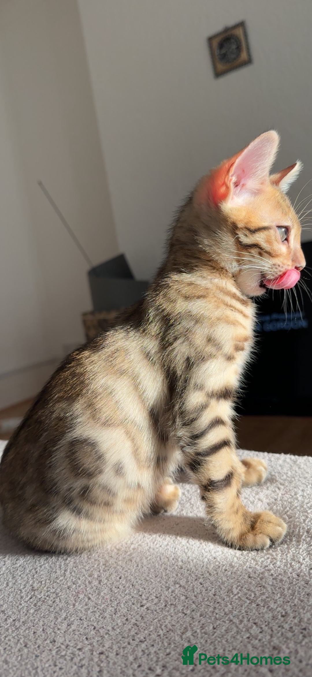 Bengal cats for sale: Pure Bred Bengals 1 BOY & 1 GIRL AVAILABLE!💓 - Advert 9