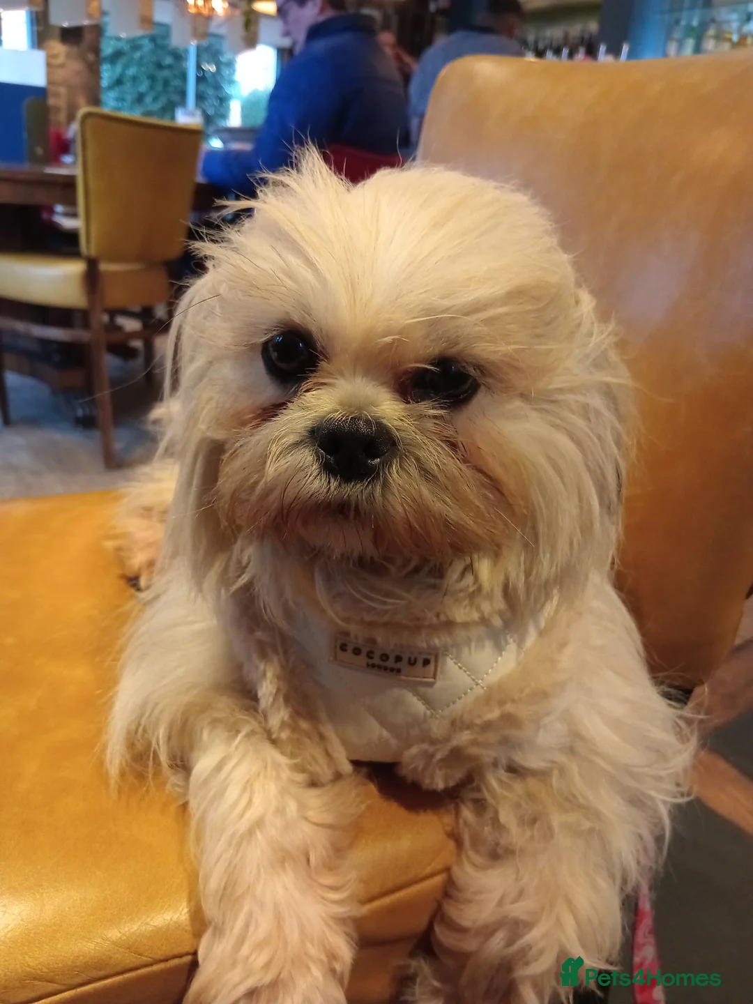 Mixed Breed dogs for sale: Beautiful little Lhasa Apso/Maltes puppies  - Advert 2
