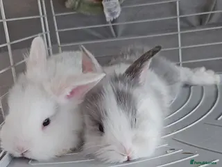 Lionhead rabbits Lionhead babies - Advert 1