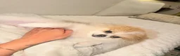 Pomeranian dogs for sale:  **  male  - Advert 9