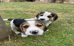 Beagle dogs for sale: Beagle puppies‼️Ready to leave NOW‼️ - Image 15