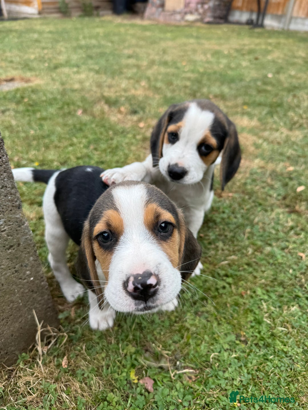 Beagle dogs for sale: Beagle puppies‼️Ready to leave NOW‼️ - Image 15