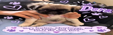 Dora