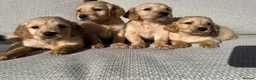 Golden Retriever dogs for sale: 🐾 Gorgeous Golden Retriever Puppies 🐾 in Swadlincote - Advert 7