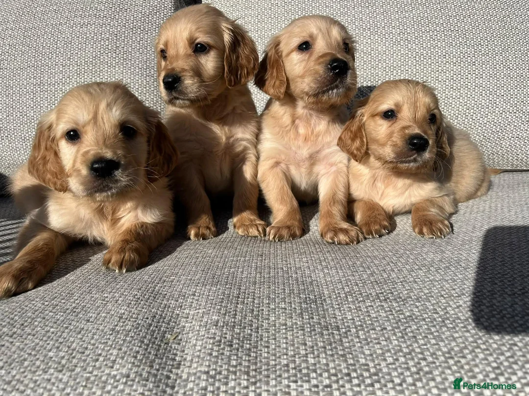 Golden Retriever dogs for sale: 🐾 Gorgeous Golden Retriever Puppies 🐾 in Swadlincote - Advert 7
