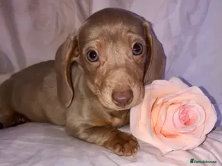 Miniature Dachshund dogs Miniature beautiful Isabella Girl 🩶🐾 - Advert 1