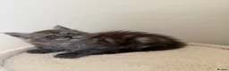 Maine Coon cats for sale: Pedigree TICA Champion Russian import line MCO - Advert 8