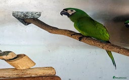 Macaws birds for sale: Chestnut fronted severe macaws - Image 3