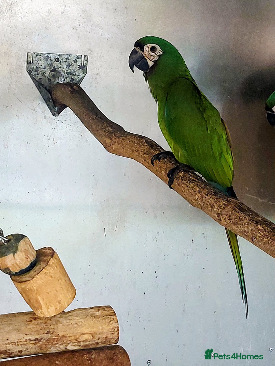 Macaws birds for sale: Chestnut fronted severe macaws - Image 3