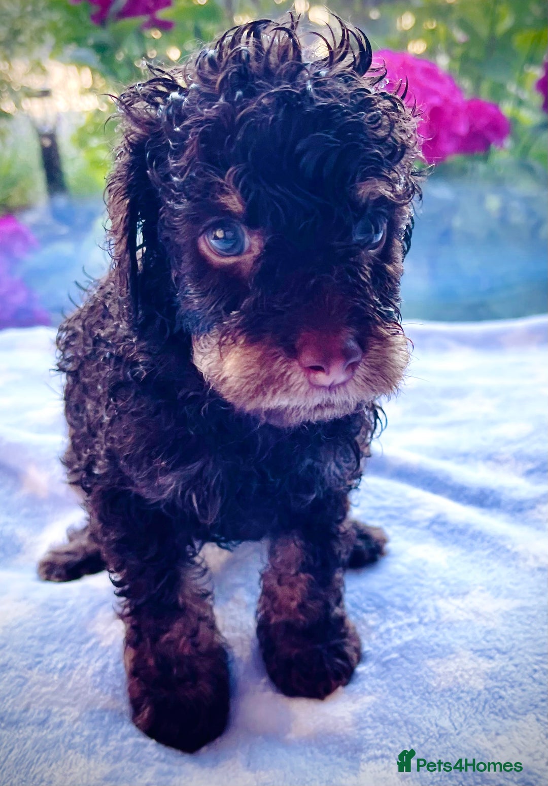 Cockapoo dogs for sale: Stunning fully DNA tested Cockapoo puppies - Image 15