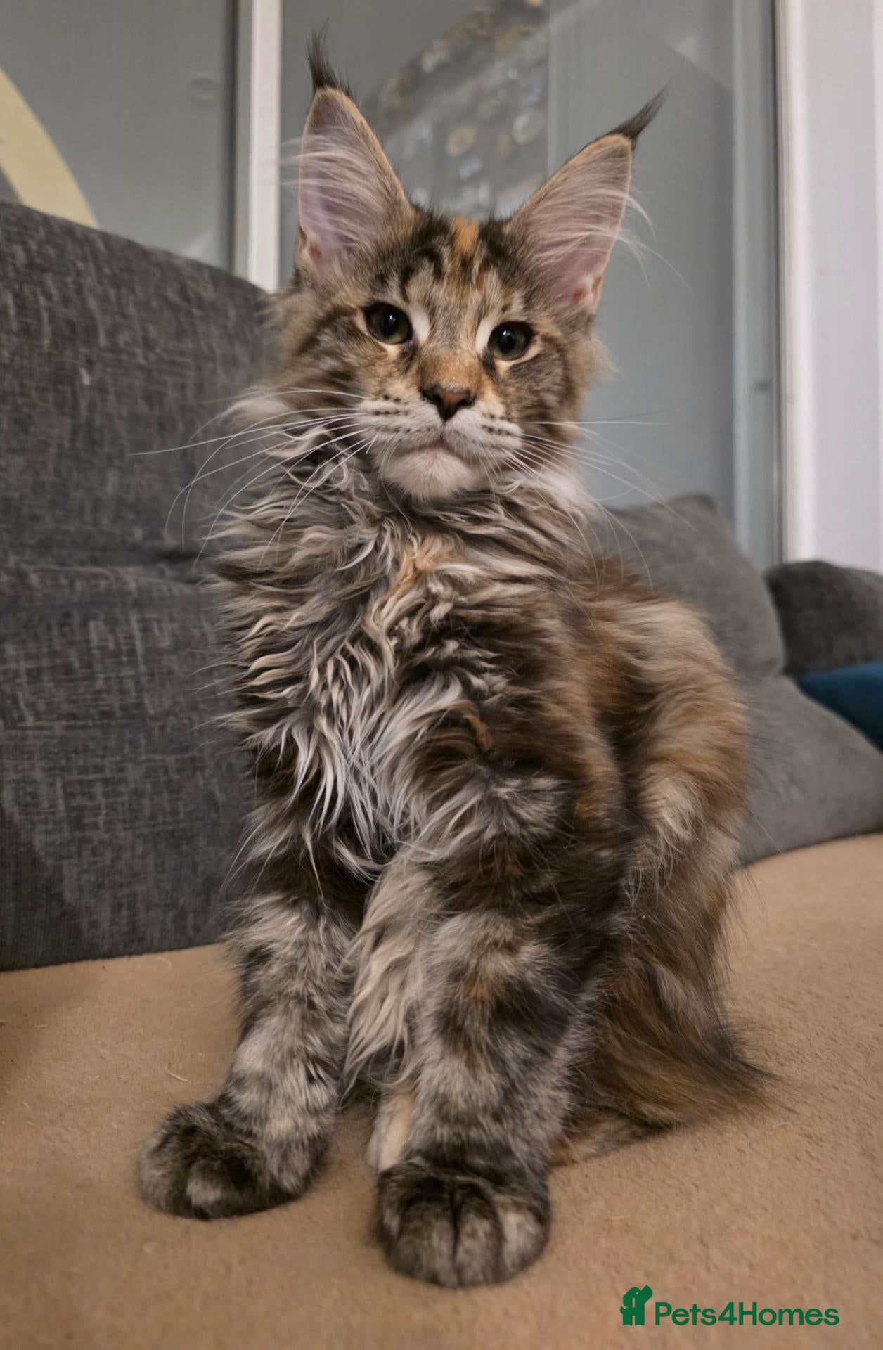 Maine Coon cats TICA Maine Coon Kittens | Russian Bloodlines - Advert 1