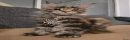 Maine Coon cats for sale: TICA Maine Coon Kittens | Russian Bloodlines - Advert 8