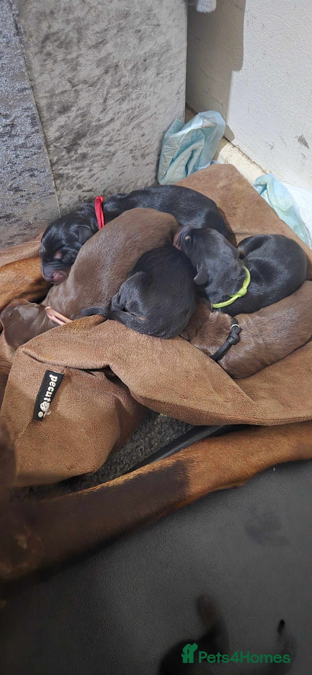 Dobermann dogs for sale: Dobermanns for Sale - Advert 13