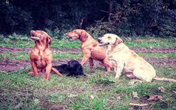 Hungarian Vizsla dogs for sale: Gamekeeper bred KC registered Crufts progeny - Image 5