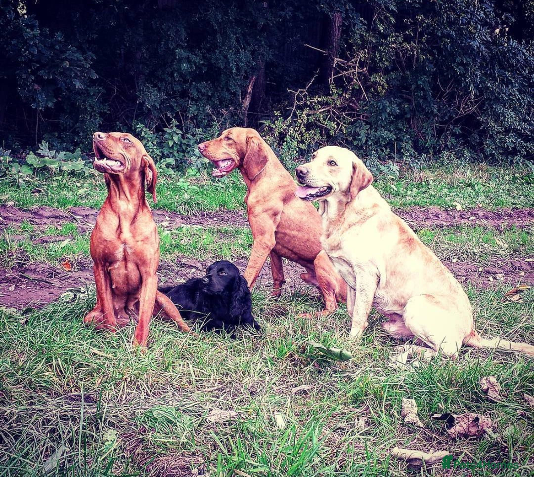 Hungarian Vizsla dogs for sale: Gamekeeper bred KC registered Crufts progeny - Image 5