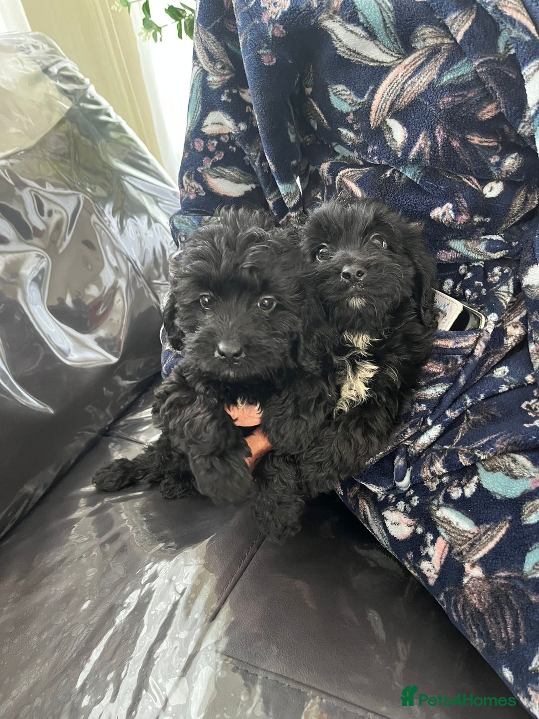 Cockapoo dogs for sale: F1 cocker poo pups for sale  - Image 1