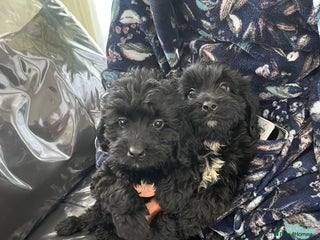 Cockapoo dogs - Advert 15