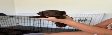 Cockapoo Puppy 4