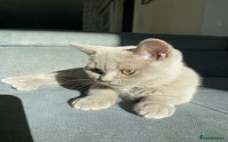 British Shorthair cats for sale: 🐾 TOP QUALLITY LILAC BSH reg GCCF purebred 🐾 - Image 27