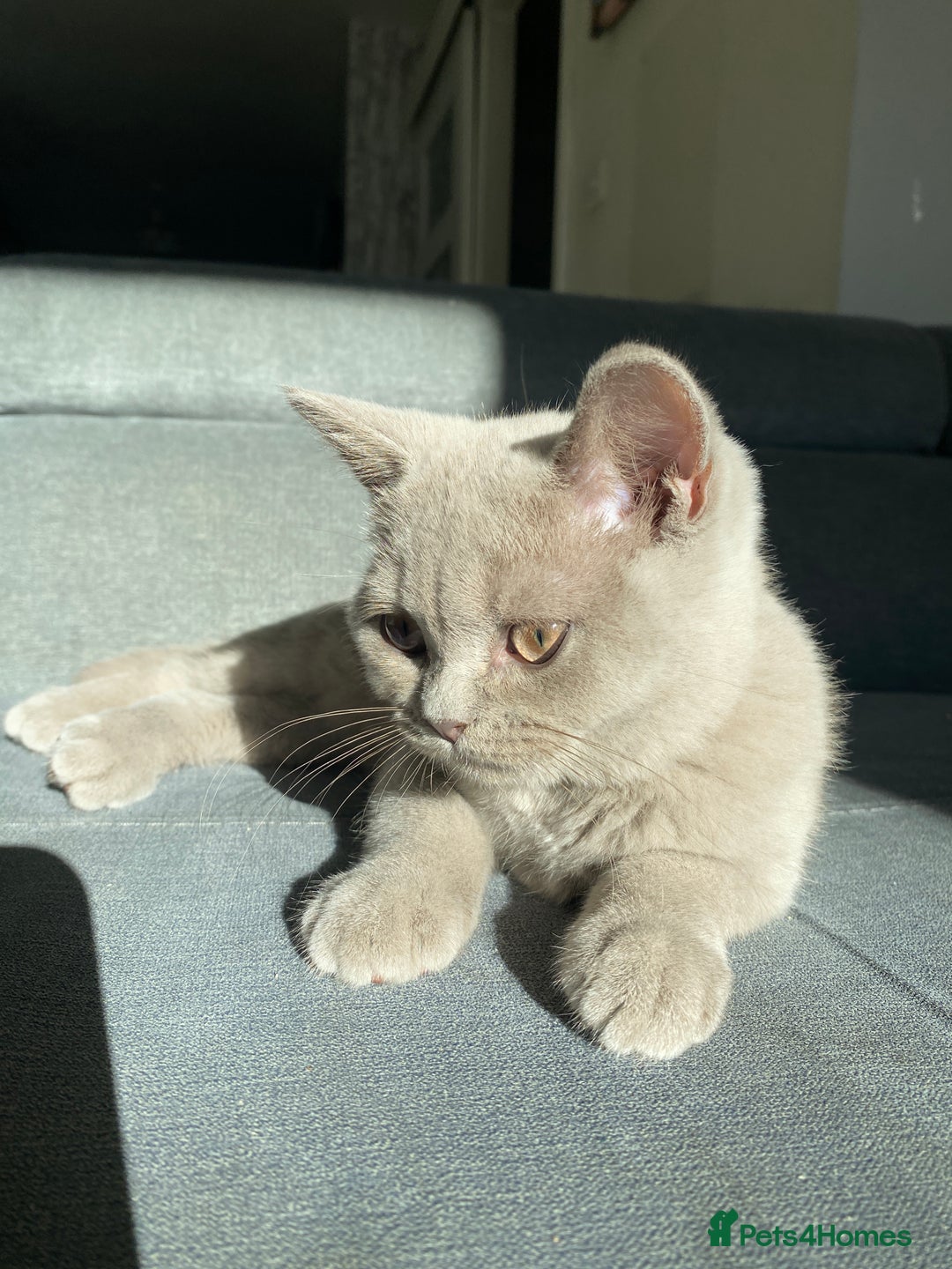 British Shorthair cats for sale: 🐾 TOP QUALLITY LILAC BSH reg GCCF purebred 🐾 - Image 27