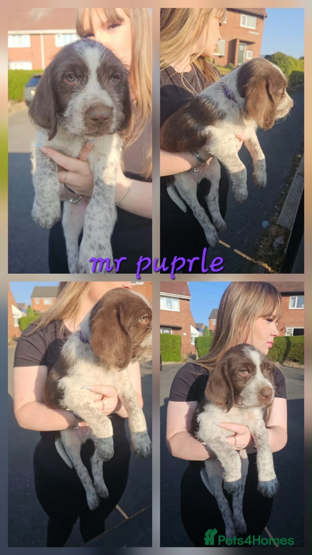 Mixed Breed dogs for sale: Mongrel pups - Advert 10