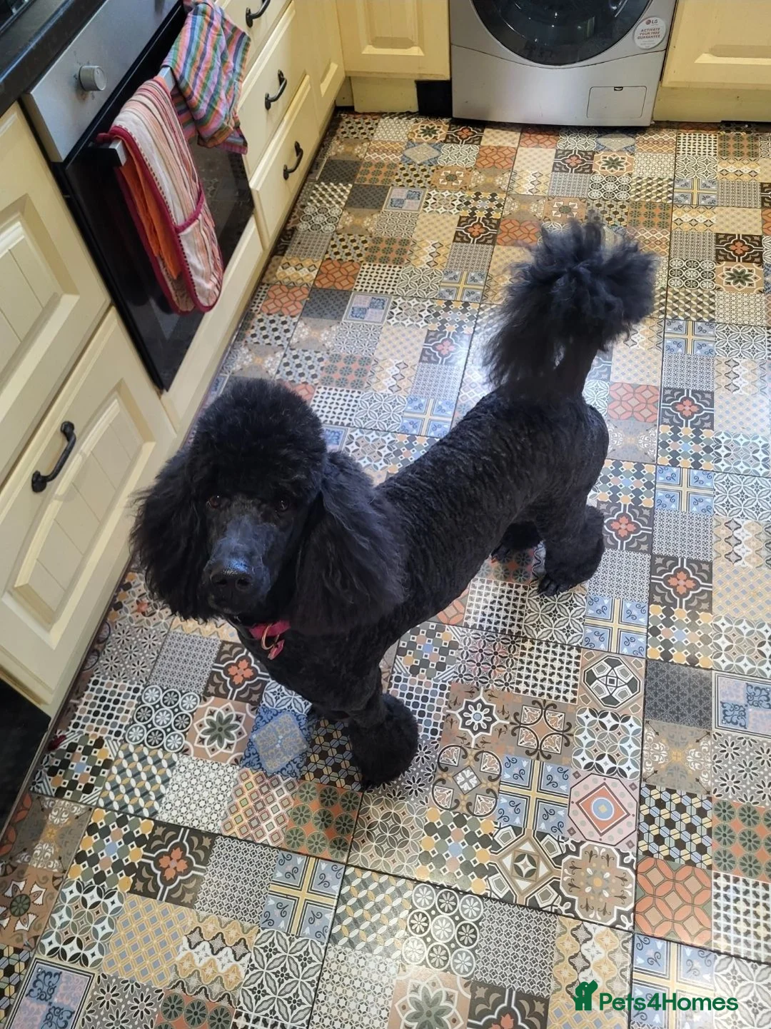 Standard Poodle dogs for sale: Standard Poodle Puppies  in Craigavon - Advert 17