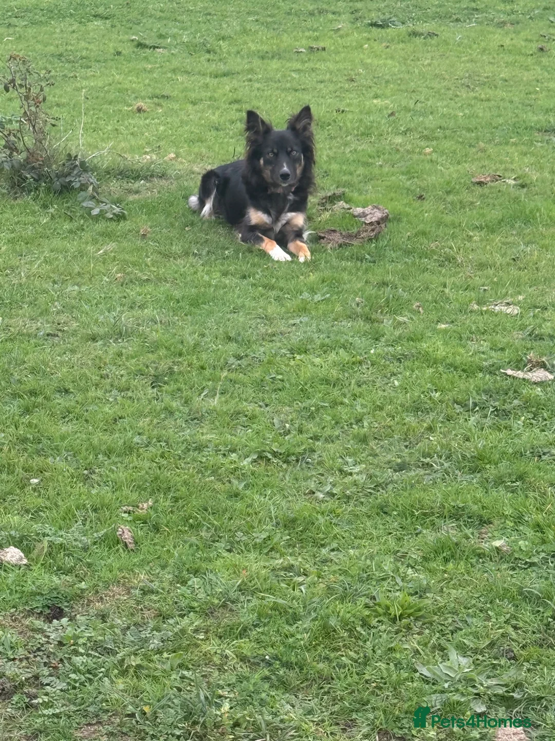 Mixed Breed dogs for sale: 8 adorable puppies. - Advert 1