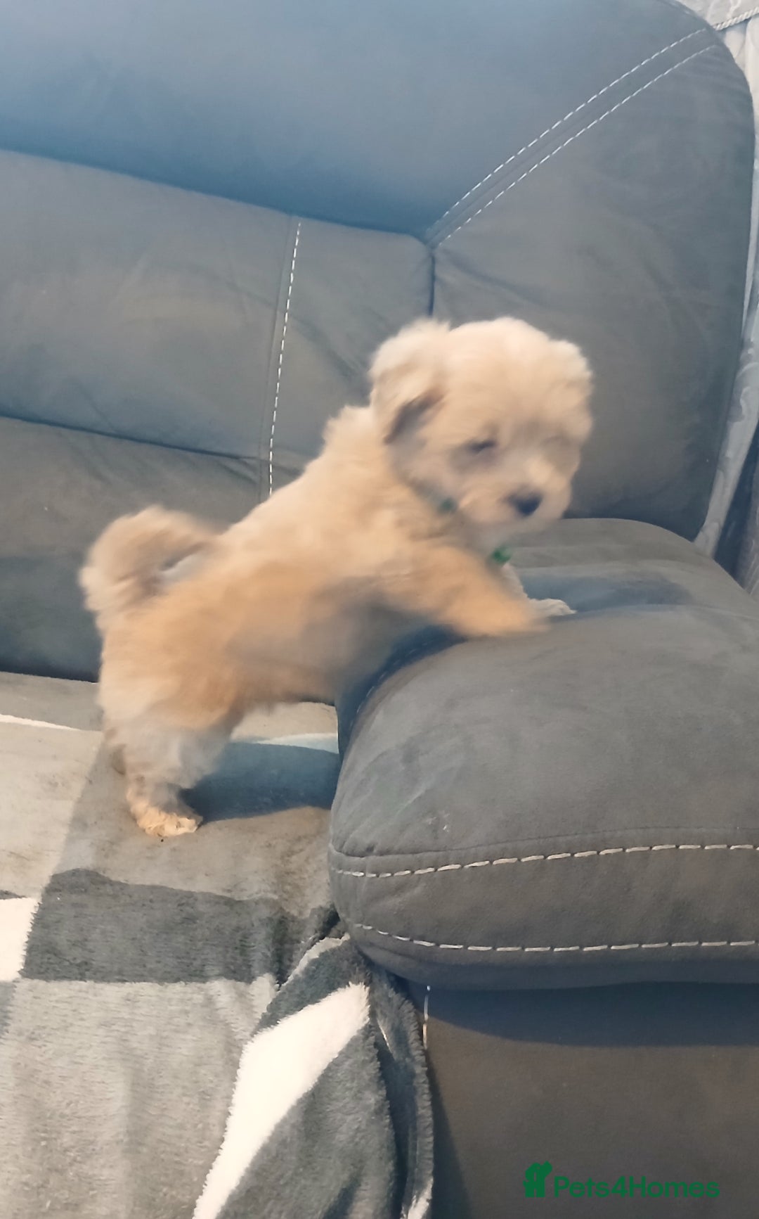 Maltipoo dogs for sale: Maltipoo puppies - Advert 9