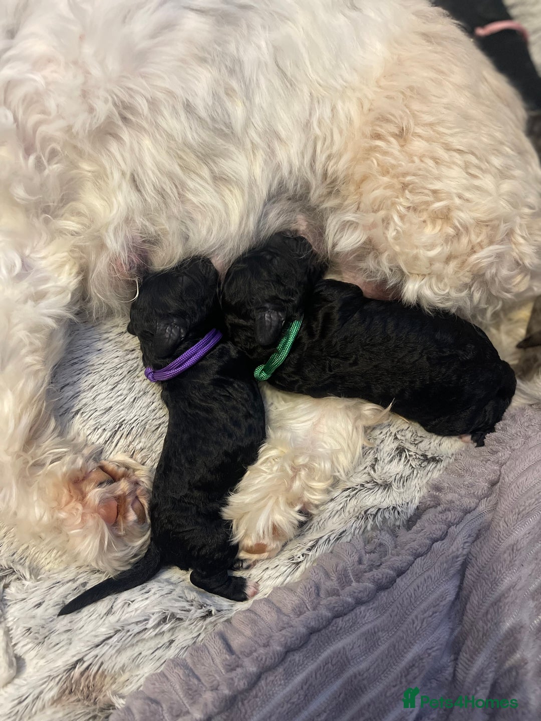 Cockapoo dogs for sale: F1b Cockapoos - Image 10
