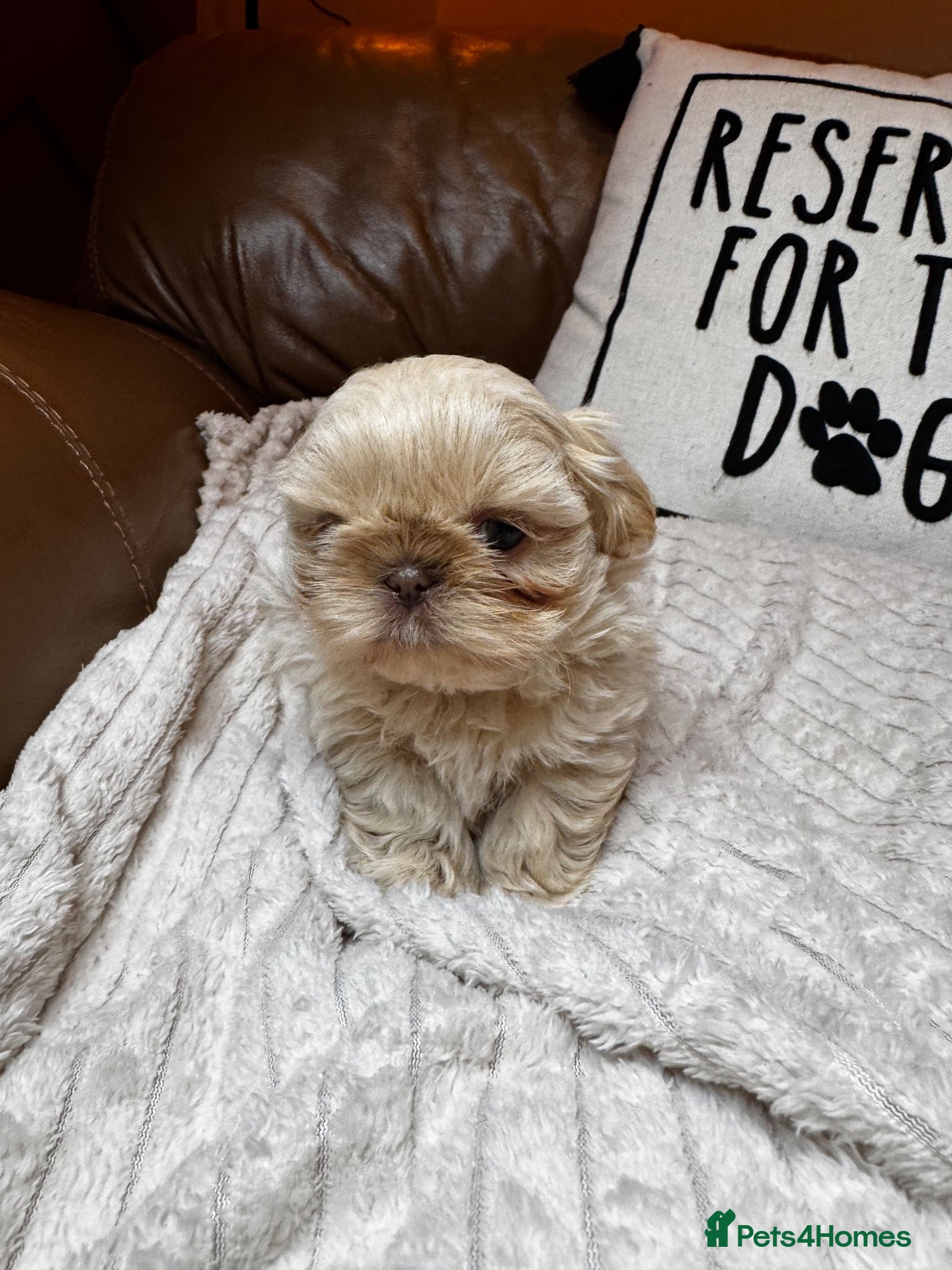 Shih Tzu dogs for sale: One light cream female - available again  - Advert 12