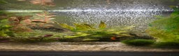 Platies fish for sale: 56l coldwater tank full of minnows and platies - Advert 2