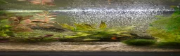 Platies fish for sale: 56l coldwater tank full of minnows and platies - Advert 2