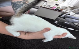 Mixed Breed cats for sale: 5 beautiful kittens looking for their forever home - Image 8
