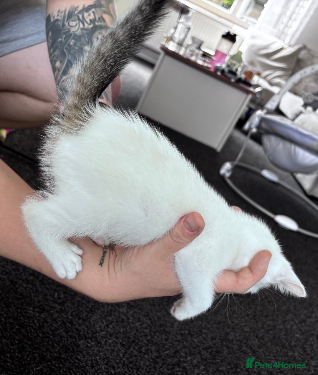 Mixed Breed cats for sale: 5 beautiful kittens looking for their forever home - Image 8