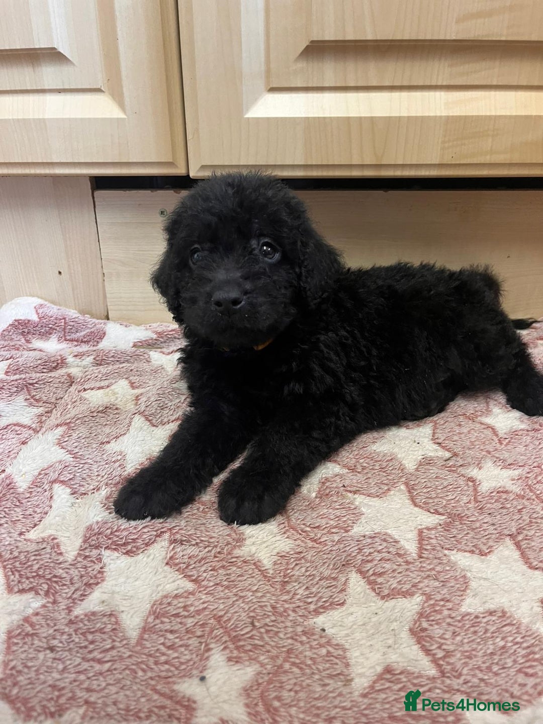 Labradoodle dogs for sale: Gorgeous labradoodle puppies  - Image 15