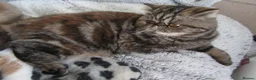 Exotic cats for sale: Beautiful Exotic female kittens Ready Now - Advert 10