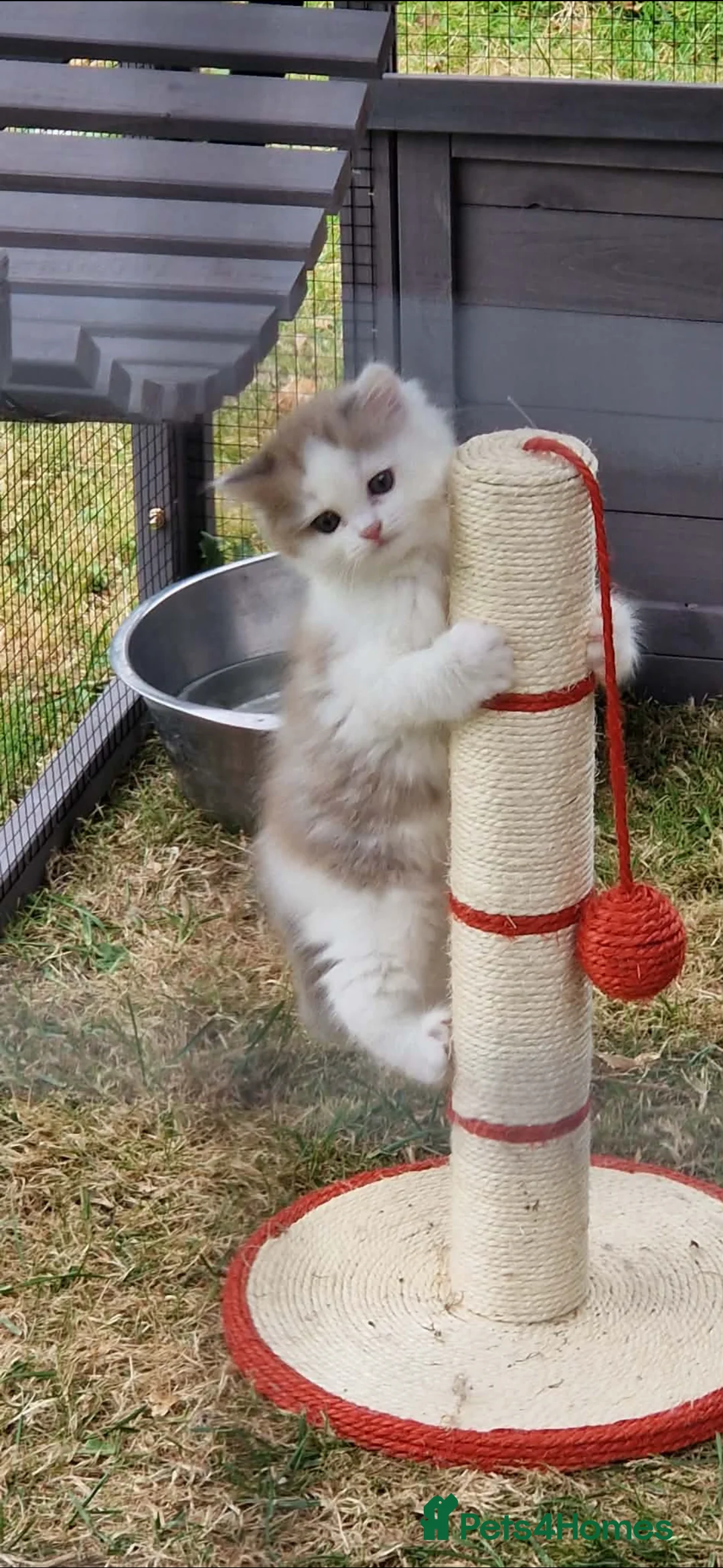 RagaMuffin cats for sale: PEDIGREE RAGAMUFFINS - Advert 2
