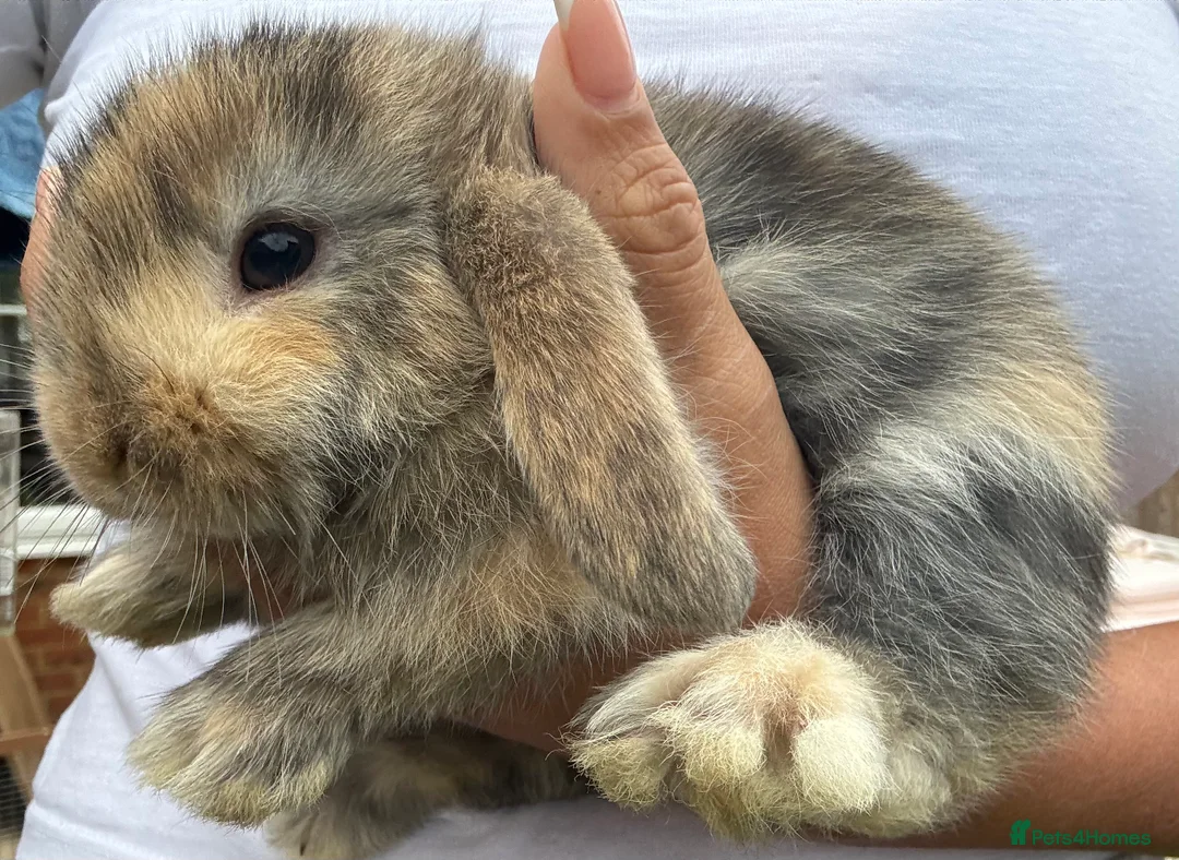 Mini Lop rabbits for sale: Stunning Mini Lop Bunnies in Tunbridge Wells - Advert 13