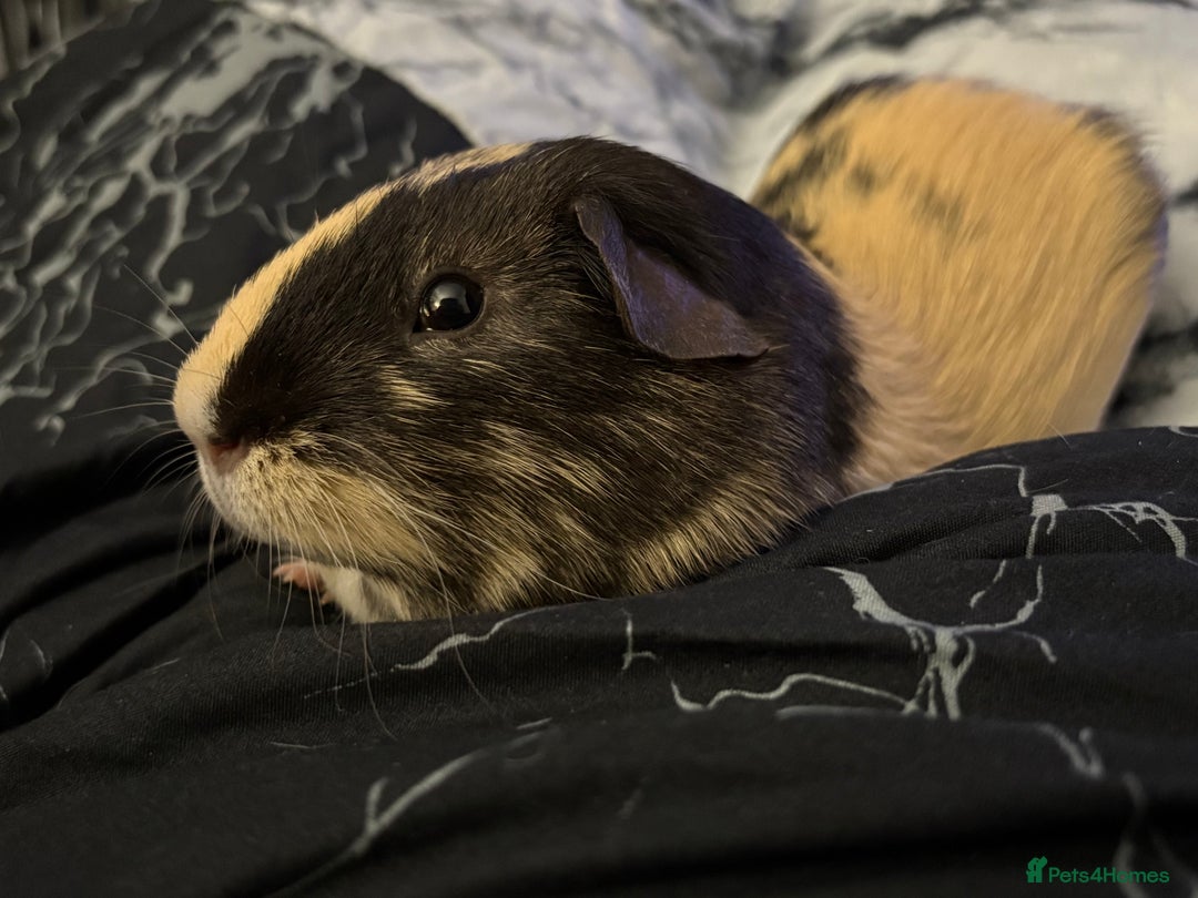 Guinea Pig rodents for sale: 2 crested guinea pigs available 1 male 1 female  - Advert 18