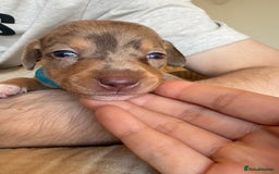 Miniature Dachshund dogs for sale: 💕🐕Beautiful Miniature Dachshund puppies - Image 9