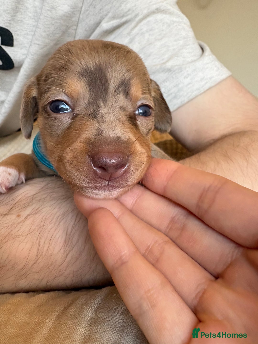 Miniature Dachshund dogs for sale: 💕🐕Beautiful Miniature Dachshund puppies - Image 9