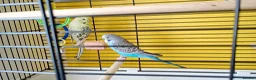 Budgerigars birds for sale: Budgies - Advert 2